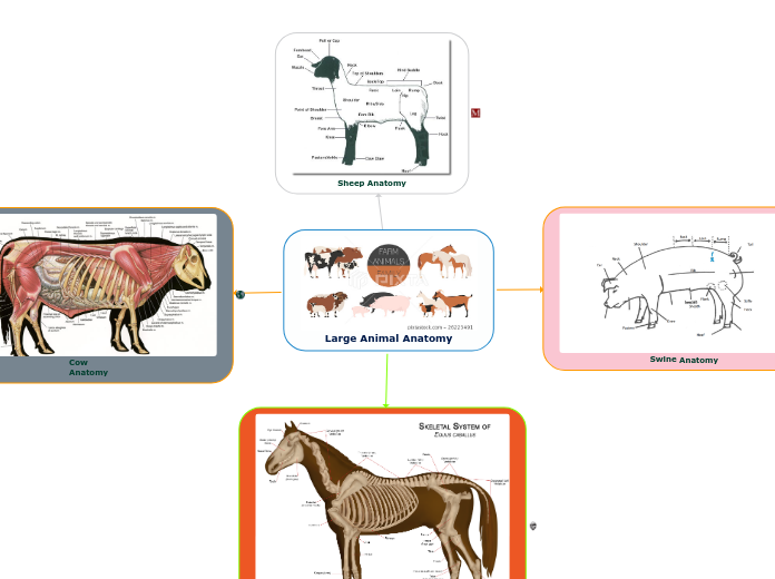 Large Animal Anatomy - Mind Map Large Animal Anatomy - Mind Map