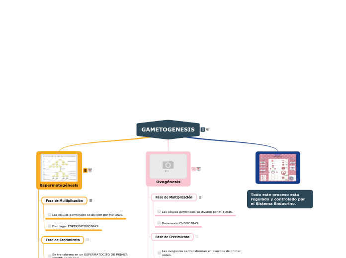 GAMETOGENESIS - Mapa Mental