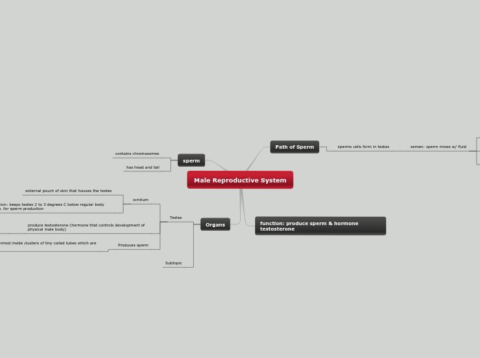 Male Reproductive System - Mind Map