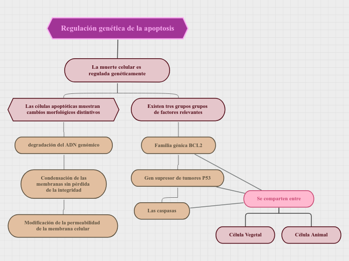 Regulación genética de la apoptosis - Mapa Mental