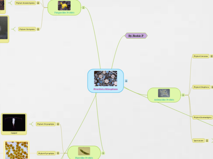 Protists Kingdom - Mind Map