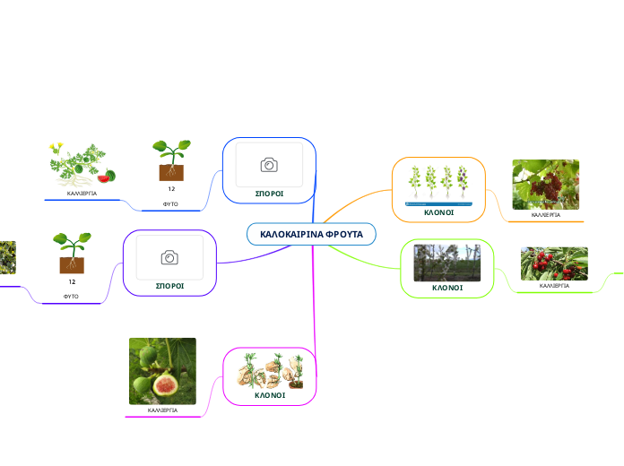 ΚΑΛΟΚΑΙΡΙΝΑ ΦΡΟΥΤΑ - Mind Map