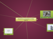 Adaptations of Animals in Polar regions - Mind Map