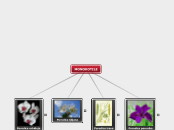 MONOKOTILE - Mind Map