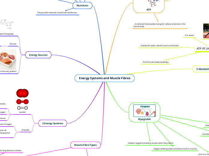 Energy Systems and Muscle Fibres - Mind Map