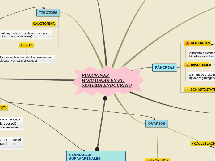 FUNCIONES HORMONAS EN EL SISTEMA ENDOCR...- Mapa Mental