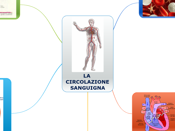 LA CIRCOLAZIONE SANGUIGNA