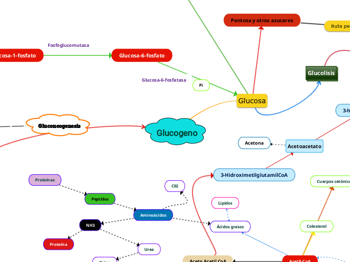Glucogeno - Mapa Mental