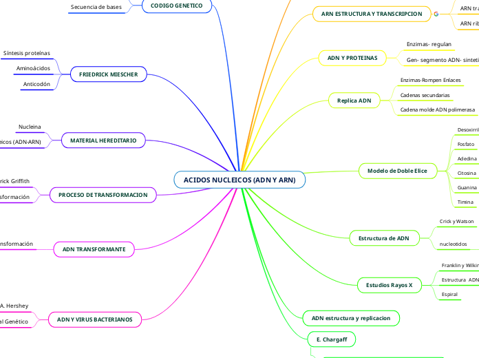 ACIDOS NUCLEICOS (ADN Y ARN) - Mapa Mental
