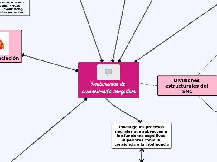 Fundamentos de neurocioencia congnitiva - Mapa Mental