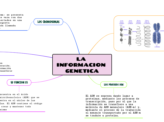 LA INFORMACION GENETICA - Mapa Mental