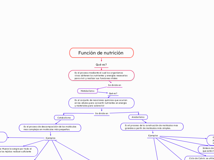 Función de nutrición  - Mapa Mental