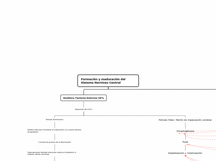 Formación y maduración del Sistema Nerv...- Mapa Mental