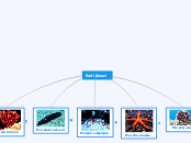 Bodljkosci - Mind Map