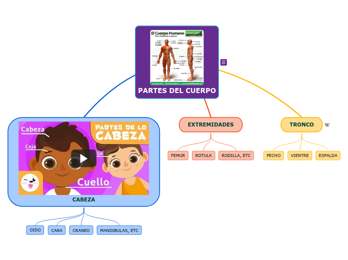 PARTES DEL CUERPO - Mapa Mental