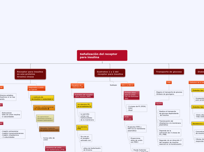 Señalización del receptor para insulina - Mapa Mental