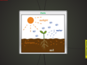 Plants - Mind Map
