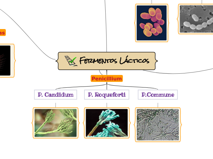 Fermentos Lácticos