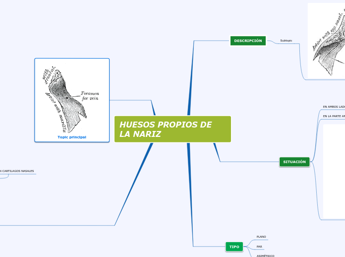 HUESOS PROPIOS DE         LA NARIZ