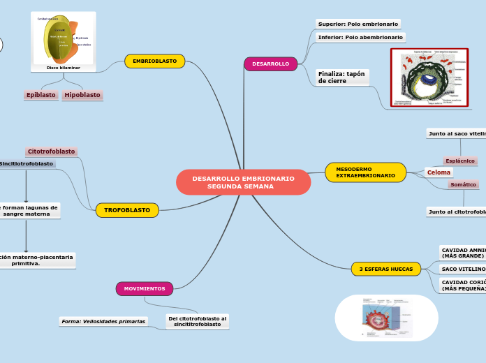 DESARROLLO EMBRIONARIO
       SEGUNDA S...- Mapa Mental