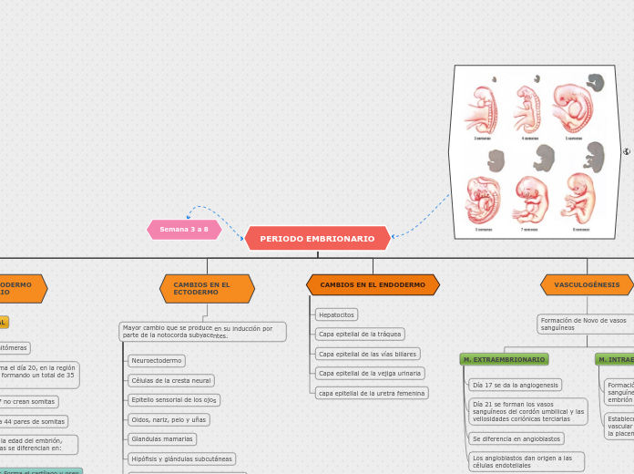 PERIODO EMBRIONARIO - Mapa Mental
