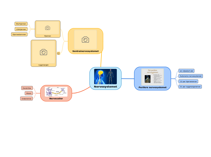 Nervesystemet - Mindmap