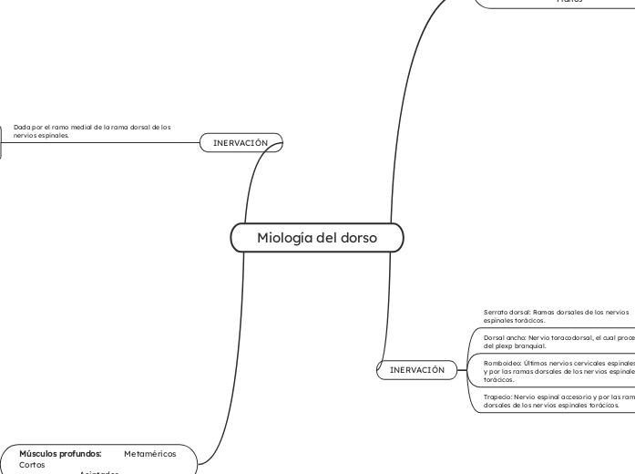 Miología del dorso