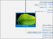 B4a Leaves