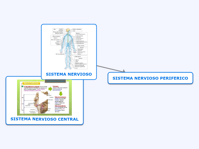 SISTEMA NERVIOSO - Mind Map