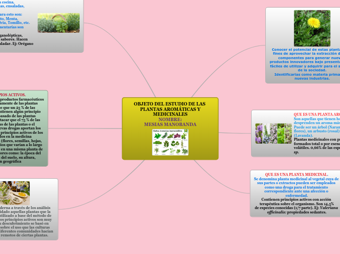 OBJETO DEL ESTUDIO DE LAS PLANTAS AROMÁ...- Mapa Mental