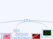 TKIVA - Mind Map