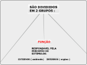 SÃO DIVIDIDOS
EM 2 GRUPOS : - Mapa Mental