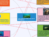 seaweed [producer] plant - Mind Map