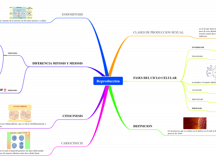Reproduccion - Mapa Mental