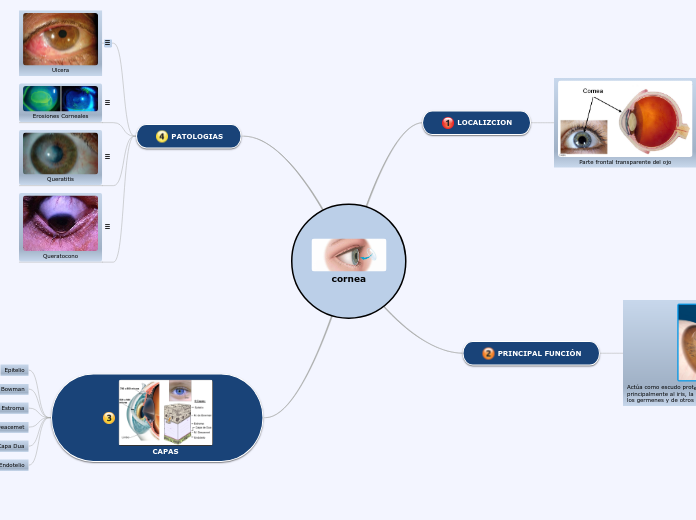 cornea - Mapa Mental
