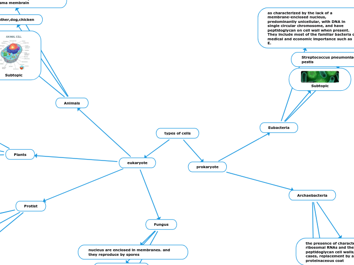 types of cells - Mind Map