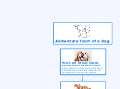 Mouth and Salivary Glands:
Dogs have subli...- Mind Map