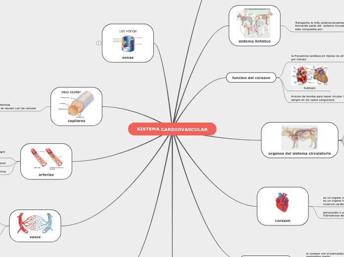 SISTEMA CARDIOVASCULAR - Mapa Mental