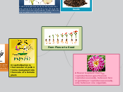 From Flower to Seed - Mind Map