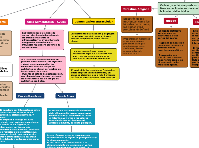 Integracion del Metabolismo