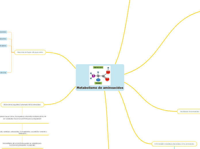 Metabolismo de aminoacidos - Mapa Mental