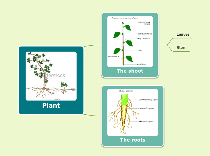 Plant - Mind Map