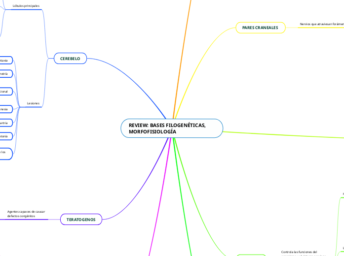 REVIEW BASES FILOGEN TICAS MORFOFISIOLOG - Mind Map REVIEW %20BASES%20FILOGEN%C3%89TICAS,%20MORFOFISIOLOG %20Mind%20Map 