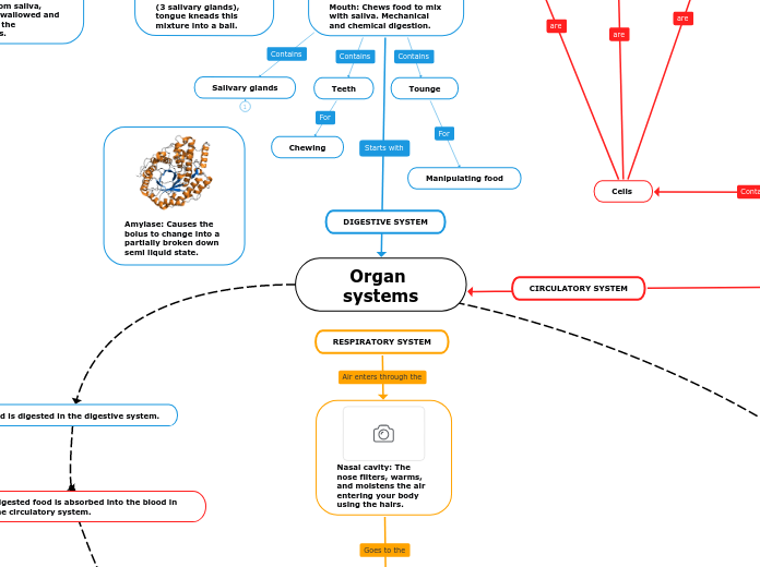 Organ systems - Mind Map