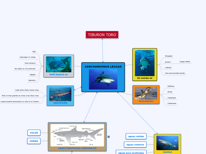CARCHARHINUS LEUCAS - Mapa Mental