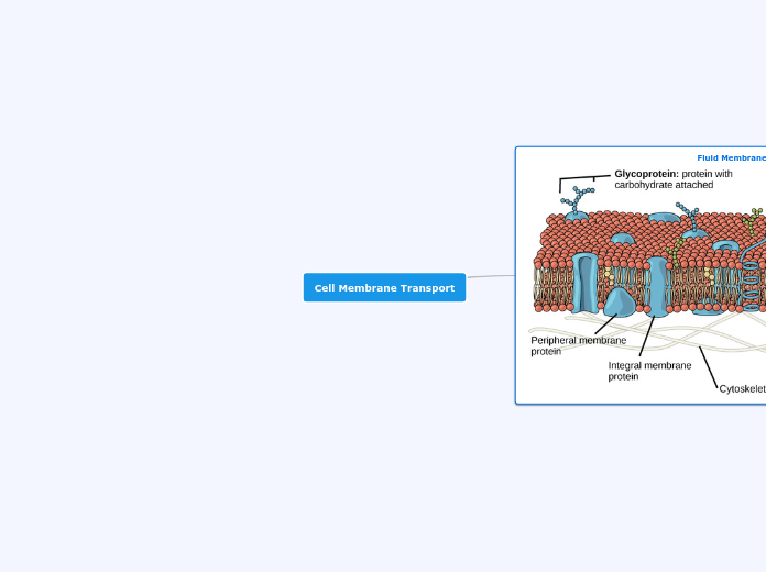 Cell Membrane Transport - Mind Map