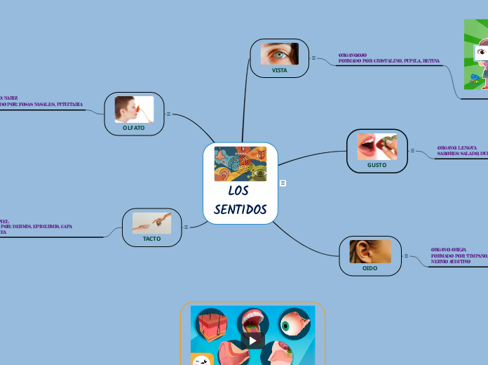 LOS SENTIDOS - Mapa Mental