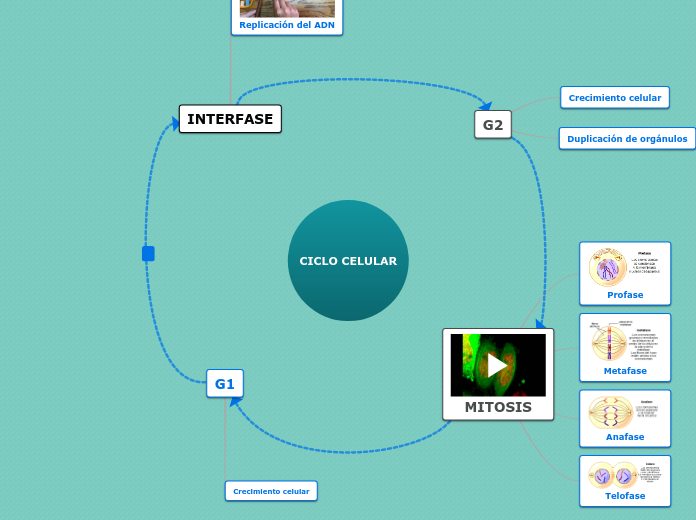 CICLO CELULAR - Mapa Mental