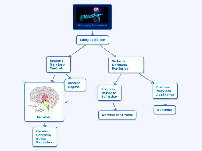 Sistema Nervioso - Mapa Mental
