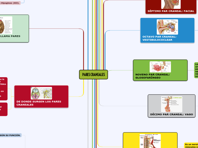 PARES CRANEALES - Mapa Mental